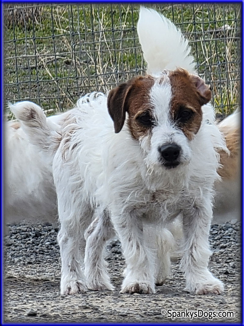 how much do jack russell puppies cost