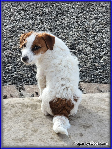 Reagan - up and coming Jack Russell Terrier stud dog at Spanky's Dogs