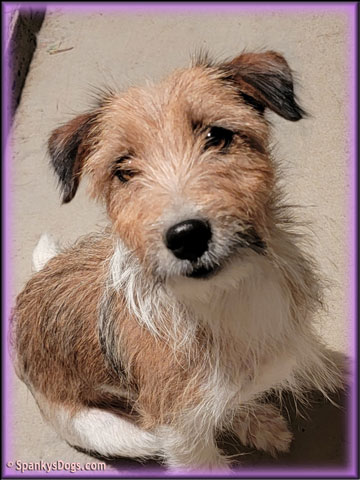 Ruby, Jack Russell Terrier female for sale