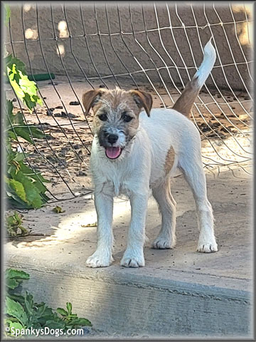 Sara - upcoming Jack Russell Terrier female at Spankys Dogs