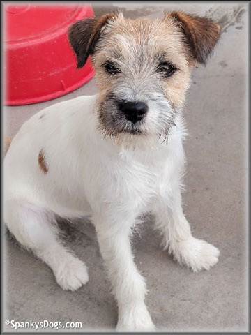 Sara - upcoming Jack Russell Terrier female at Spankys Dogs