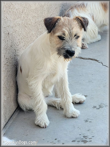 Sara - upcoming Jack Russell Terrier female at Spankys Dogs