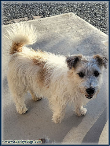 Sterling is a tri-color rough coat Jack Russell Terrier Stud at Spanky's Dogs.