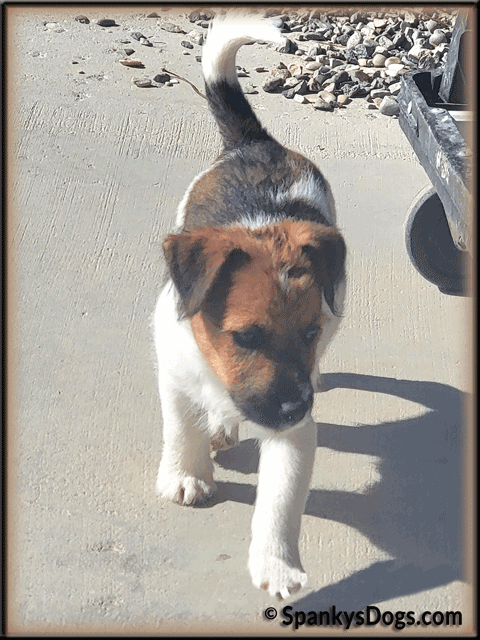 Toby - up and coming Jack Russell Terrier stud dog at Spanky's Dogs