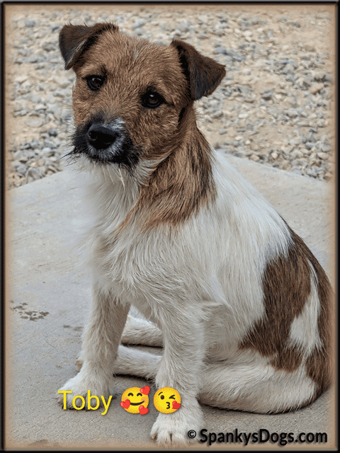 Toby - Jack Russell Terrier stud dog at Spanky's Dogs