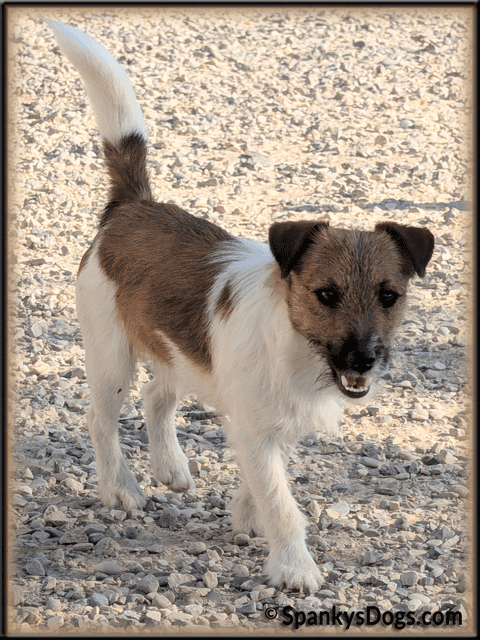 Toby - Jack Russell Terrier stud dog at Spanky's Dogs