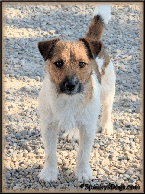 Toby, Jack Russell male