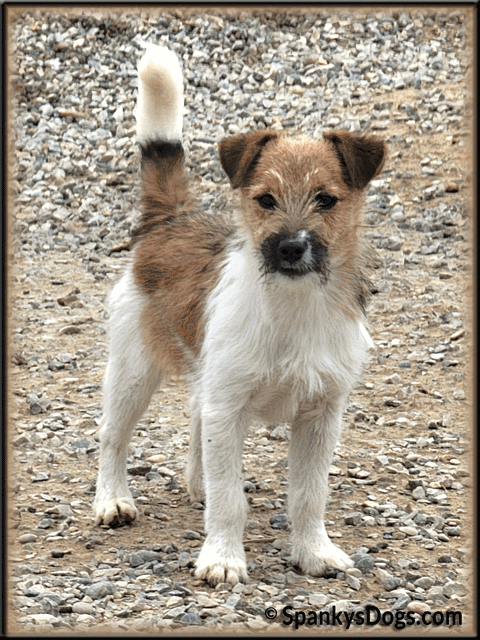 Toby - up and coming Jack Russell Terrier stud dog at Spanky's Dogs