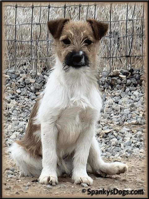 Toby - up and coming Jack Russell Terrier stud dog at Spanky's Dogs