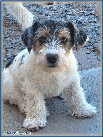 Walter - up and coming Jack Russell Terrier stud dog at Spanky's Dogs