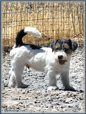 Walter - up and coming Jack Russell Terrier stud dog at Spanky's Dogs