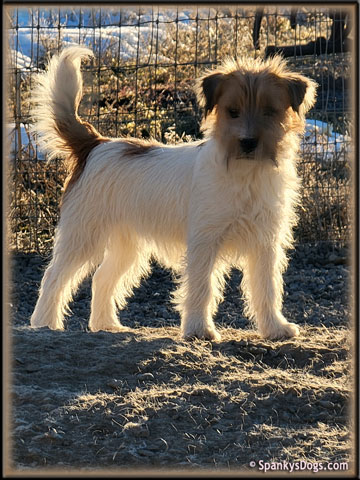 Willie - upcoming Jack Russell Terrier female at Spankys Dogs
