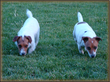 Spanky's Jack Russell Terrier Females