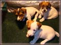 Spanky's Jack Russell Terrier puppies for sale