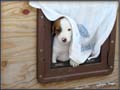 Jack Russell Terriers Home Grown in Colorado