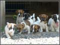 Jack Russell Terrier Puppies for sale (Jack Russell Shorties)