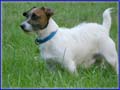 Spanky & his Jack Russell Puppies & awesome moms