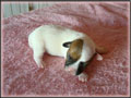 Jack Russell Terrier Puppies for sale - Shorties