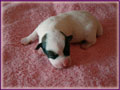 Jack Russell Terrier Shorties - Puppies for sale