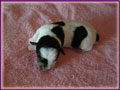 Jack Russell Terrier Shorties for sale