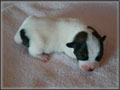 Jack Russell Terrier Puppies for sale - Shorties
