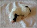 Jack Russell Terrier Shorties Puppies for sale