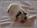 Jack Russell Terrier Puppies for sale - shorties