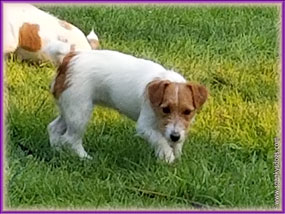Bailey, retired Jack Russell Terrier Puppy mom