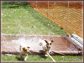 Spanky's Jack Russell Terrier Tales in Colorado
