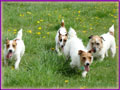 Jack Russell Terrier Moms play for fun