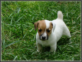 Jack Russell Terrier Puppies for sale in Colorado