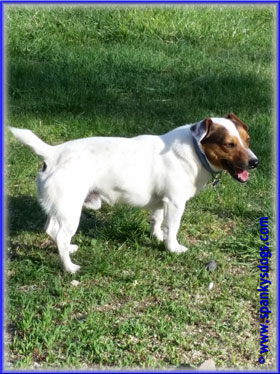 Winston, Jack Russell male at Spanky's Dogs