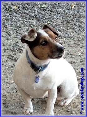 Winston, Jack Russell male at Spanky's Dogs