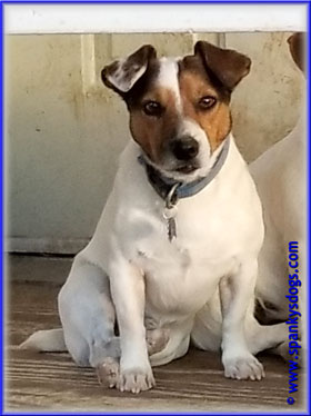 Winston, Jack Russell Terrier male at Spanky's Dogs