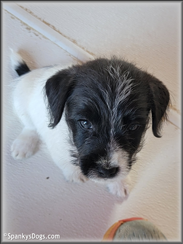 jack russell terrier puppy for sale