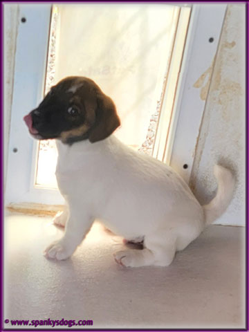 new jack russell terrier puppies for sale