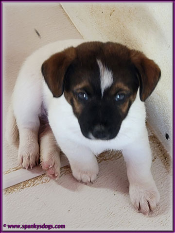 new jack russell terrier puppies for sale