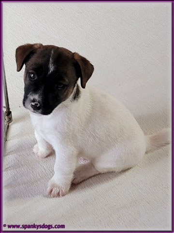 new jack russell terrier puppies for sale