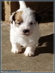 Contact Spanky's for jack russell terrier puppies for sale in Colorado