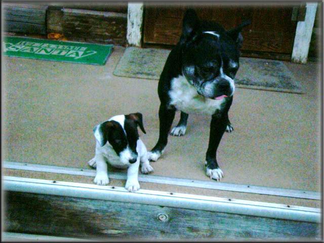 DSC08315_Holly-bulldog+pup